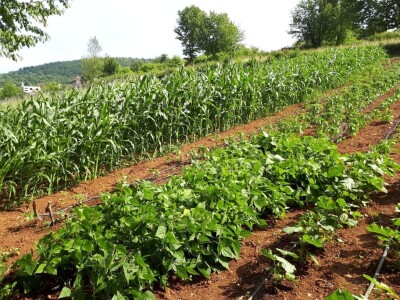Amra Peco-Ugarak uništila jagode, maline i ribizle - prebacila se na povrće
