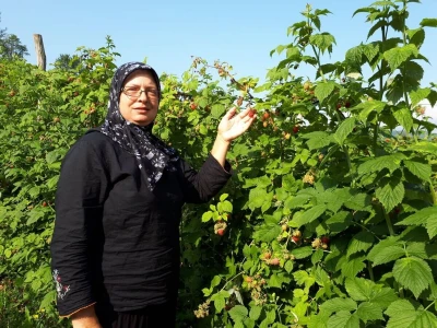 Amra Peco-Ugarak uništila jagode, maline i ribizle - prebacila se na povrće