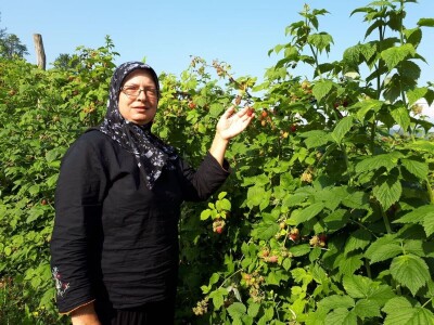 Amra Peco-Ugarak uništila jagode, maline i ribizle - prebacila se na povrće