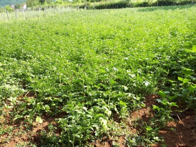 Amra Peco-Ugarak uništila jagode, maline i ribizle - prebacila se na povrće