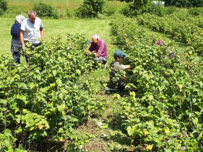Amra Peco-Ugarak uništila jagode, maline i ribizle - prebacila se na povrće