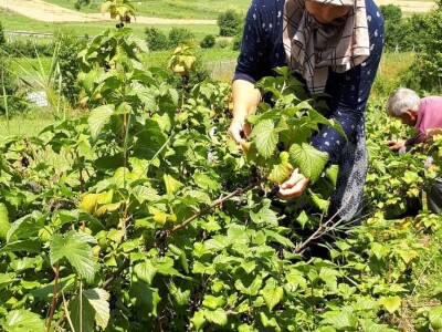 Amra Peco-Ugarak uništila jagode, maline i ribizle - prebacila se na povrće