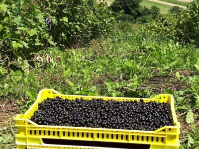 Amra Peco-Ugarak uništila jagode, maline i ribizle - prebacila se na povrće