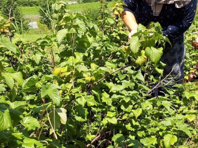 Amra Peco-Ugarak uništila jagode, maline i ribizle - prebacila se na povrće