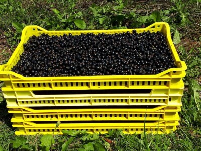 Amra Peco-Ugarak uništila jagode, maline i ribizle - prebacila se na povrće