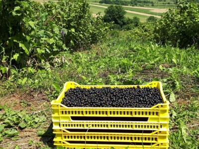 Amra Peco-Ugarak uništila jagode, maline i ribizle - prebacila se na povrće