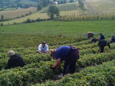 Amra Peco-Ugarak uništila jagode, maline i ribizle - prebacila se na povrće