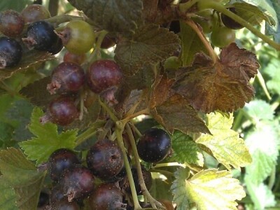 Amra Peco-Ugarak uništila jagode, maline i ribizle - prebacila se na povrće