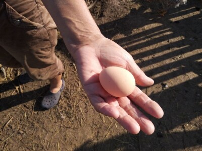 Amrok i Nju Hempšir kokoške