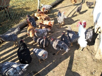 Amrok i Nju Hempšir kokoške