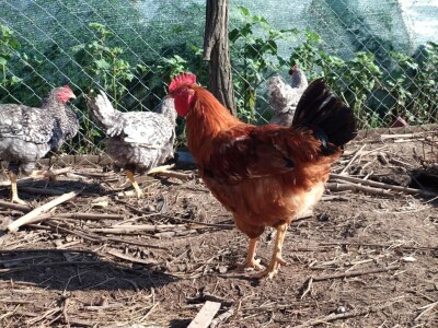 Amrok i Nju Hempšir kokoške