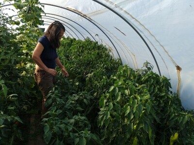 Amrok i Nju Hempšir kokoške