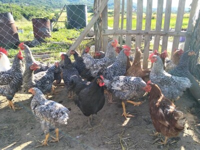 Amrok i Nju Hempšir kokoške