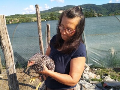 Amrok i Nju Hempšir kokoške