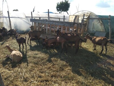 Amrok i Nju Hempšir kokoške