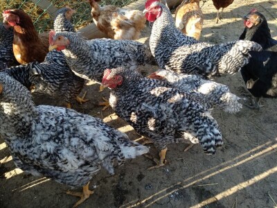 Amrok i Nju Hempšir kokoške