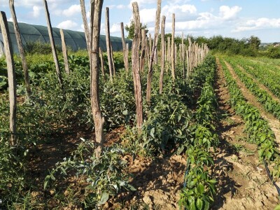 Amrok i Nju Hempšir kokoške