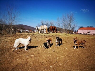 Ana Jergović, ljubiteljica životinja
