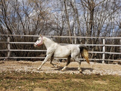 Ana Jergović, ljubiteljica životinja