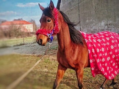 Ana Jergović, ljubiteljica životinja