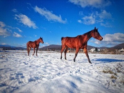Ana Jergović, ljubiteljica životinja