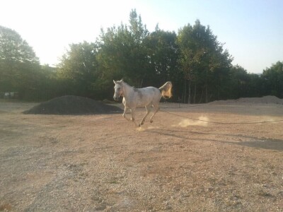 Ana Jergović, ljubiteljica životinja