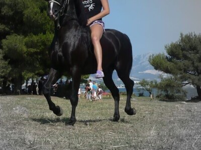 Ana Jergović, ljubiteljica životinja