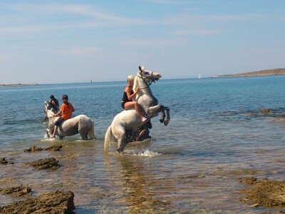 Ana Jergović, ljubiteljica životinja