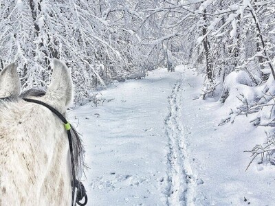 Ana Jergović, ljubiteljica životinja