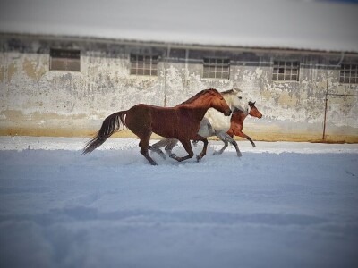 Ana Jergović, ljubiteljica životinja