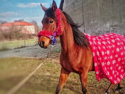 Ana Jergović, ljubiteljica životinja