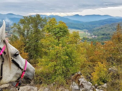 Ana Jergović, ljubiteljica životinja