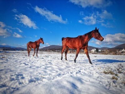 Ana Jergović, ljubiteljica životinja