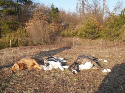 Ana Jergović - veliki zaljubljenik u životinje