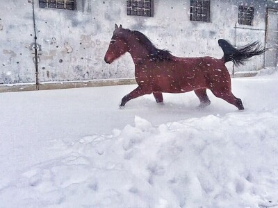 Ana Jergović - veliki zaljubljenik u životinje