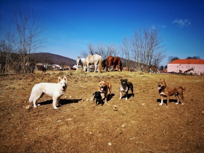 Ana Jergović - veliki zaljubljenik u životinje