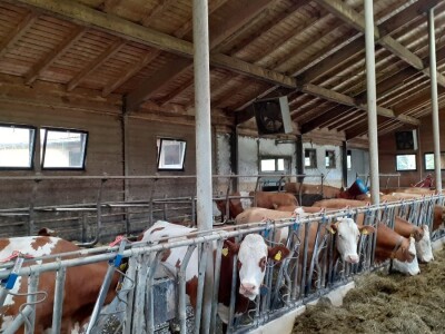 Analiza govedarstva Analiza govedarstva