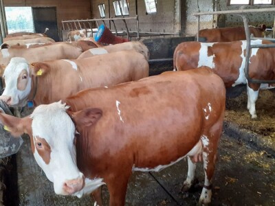 Analiza govedarstva Analiza govedarstva