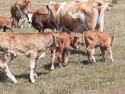 Analiza govedarstva Analiza govedarstva