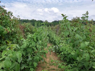 Analiza zemljišta Analiza zemljišta