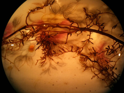 Analiza korijena sadnica