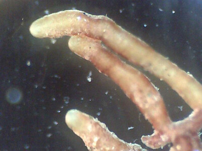 Analiza korijena sadnica