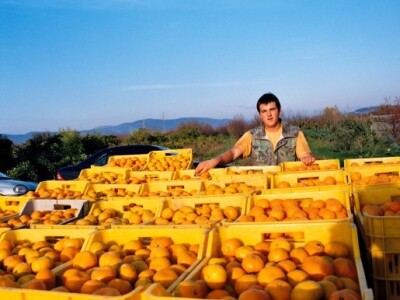 Mladi voćar kod svojih mandarina u Neretvi