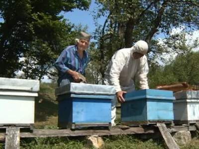 Pčelari u devedesettrećoj Pčelari u devedesettrećoj