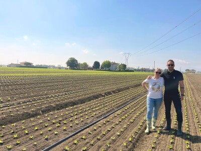 Bejo Zaden sorte salata