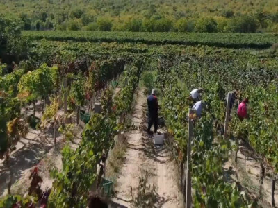 Andrija nastavio utabanim stazama predaka, košarkaš se vratio selu