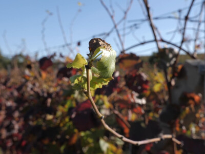 Andrija nastavio utabanim stazama predaka, košarkaš se vratio selu