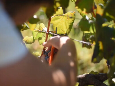 Andrija nastavio utabanim stazama predaka, košarkaš se vratio selu