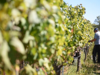 Andrija nastavio utabanim stazama predaka, košarkaš se vratio selu