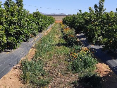 Anecoop Valensija Anecoop Valensija